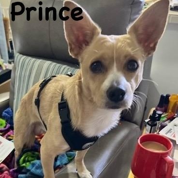 Prince, photo 1 of 2