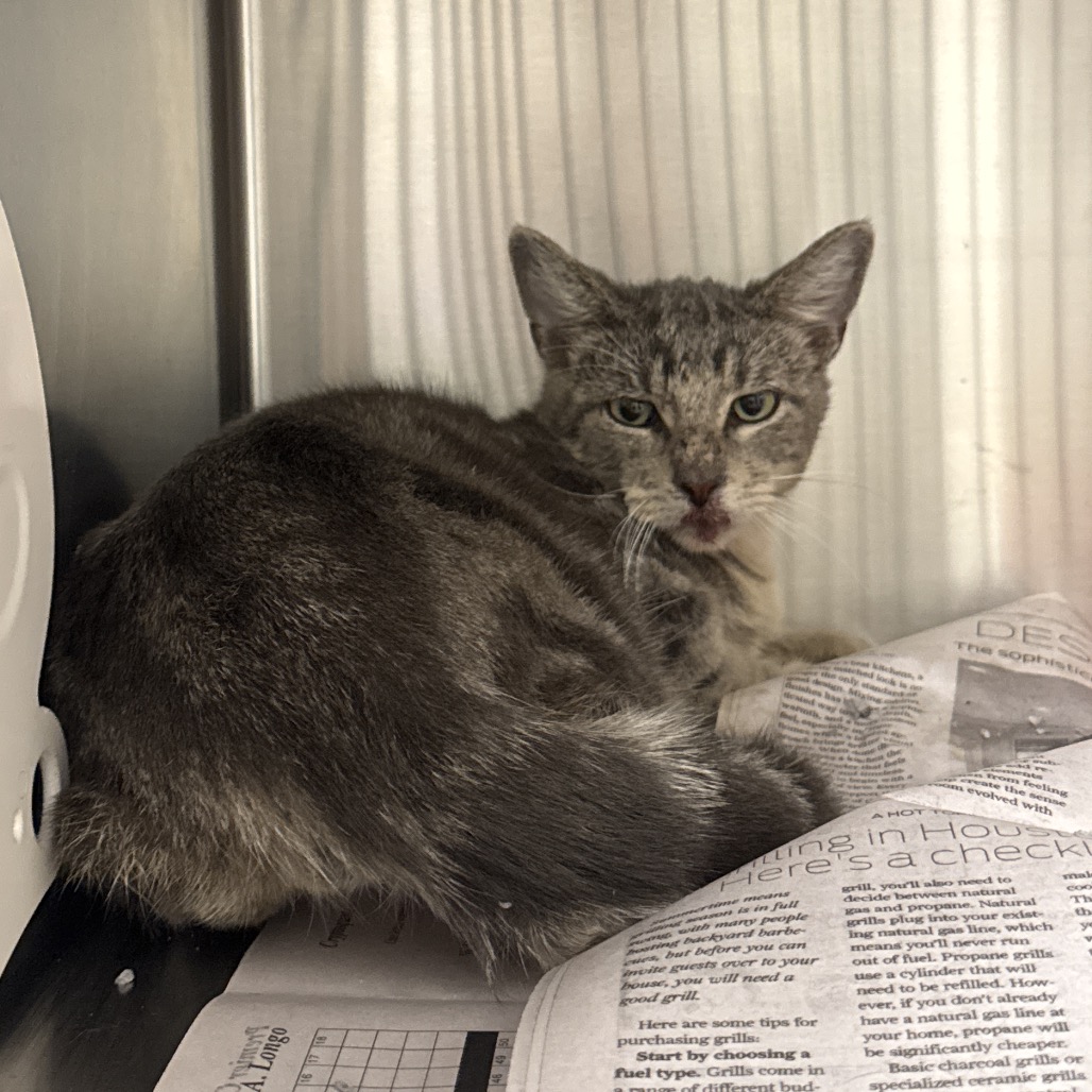 SCOUT - Domestic Medium Hair / Domestic Medium Hair available for adoption