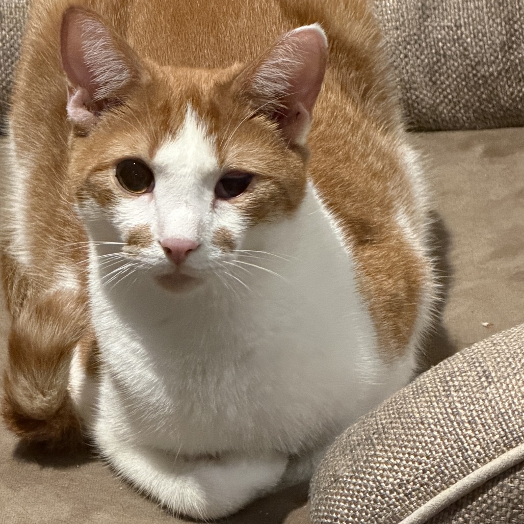 Titus