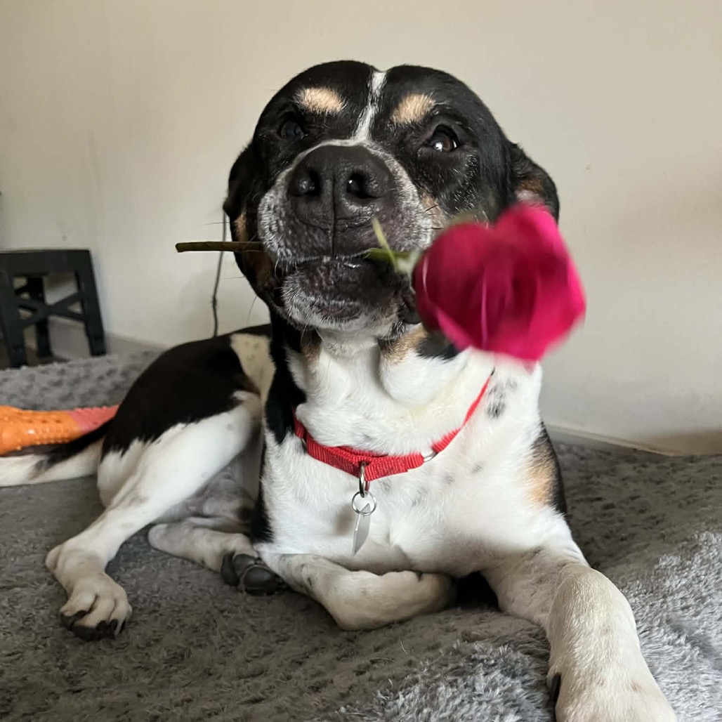 Han Solo — thumbnail 8