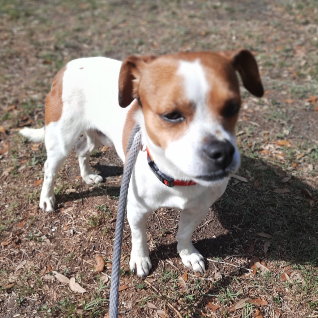 Bruiser photo 3