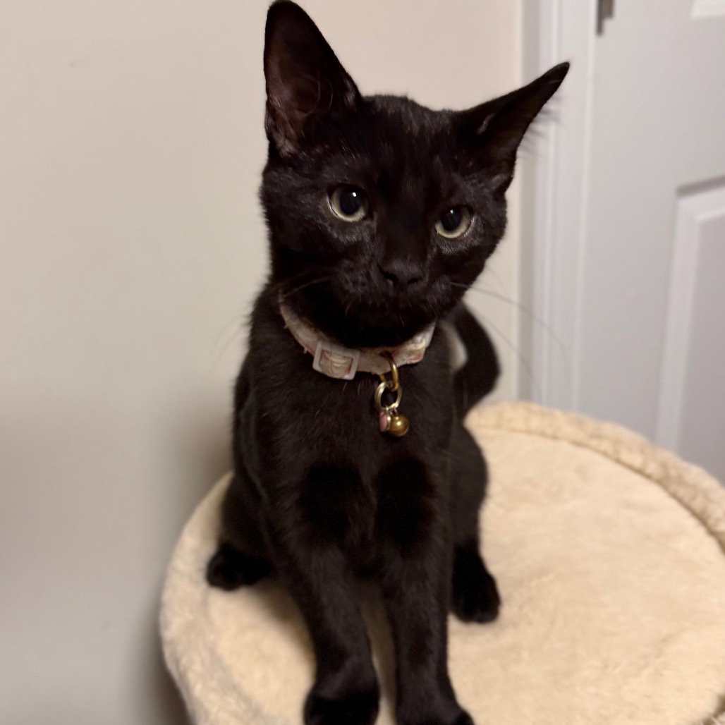 LINCOLN (IN FOSTER) - Domestic Shorthair available for adoption