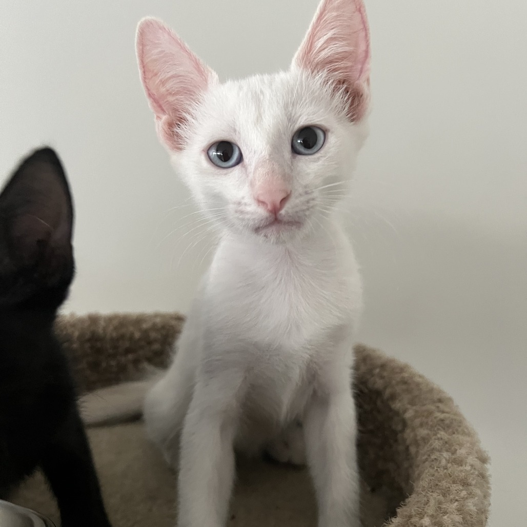 FRANK - Domestic Shorthair available for adoption