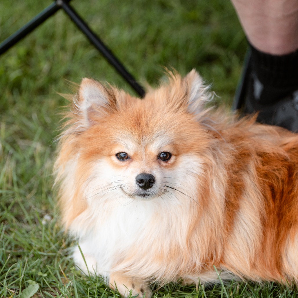 Chester - Phoenix Animal Rescue