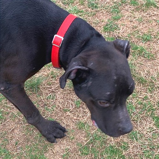 Pepper — thumbnail 7