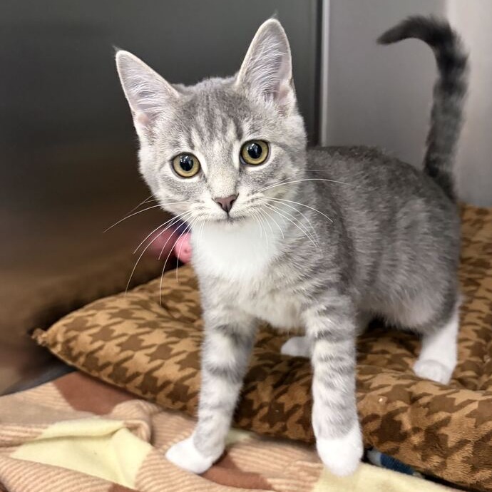 CLEO - Domestic Shorthair available for adoption