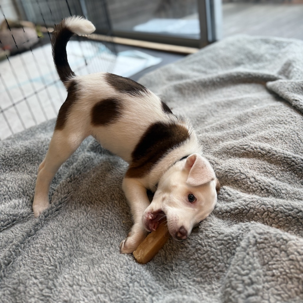 Maisie — thumbnail 5