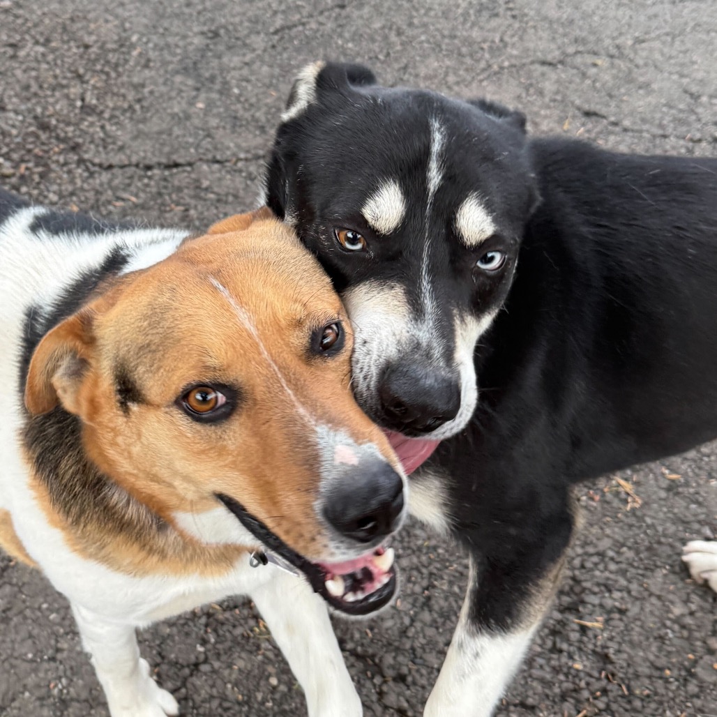 Jackson — thumbnail 3