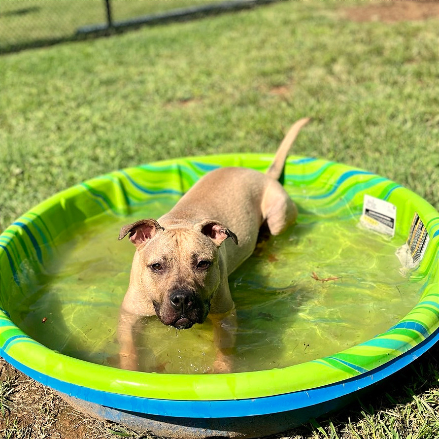 Fawn — thumbnail 10