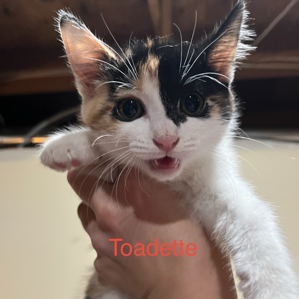 view-animal - Second Chance Animal Rescue Society