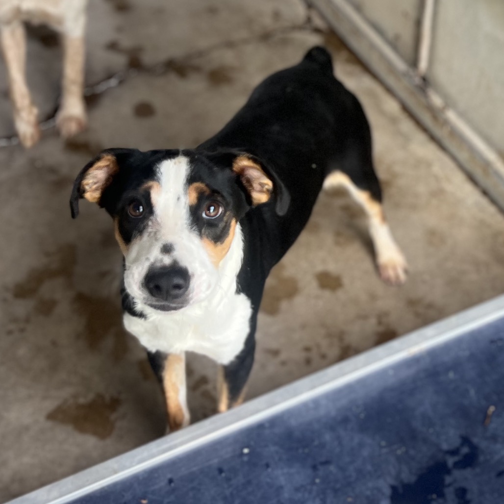 CASTROL - Shepherd / Mixed Breed (Medium) available for adoption