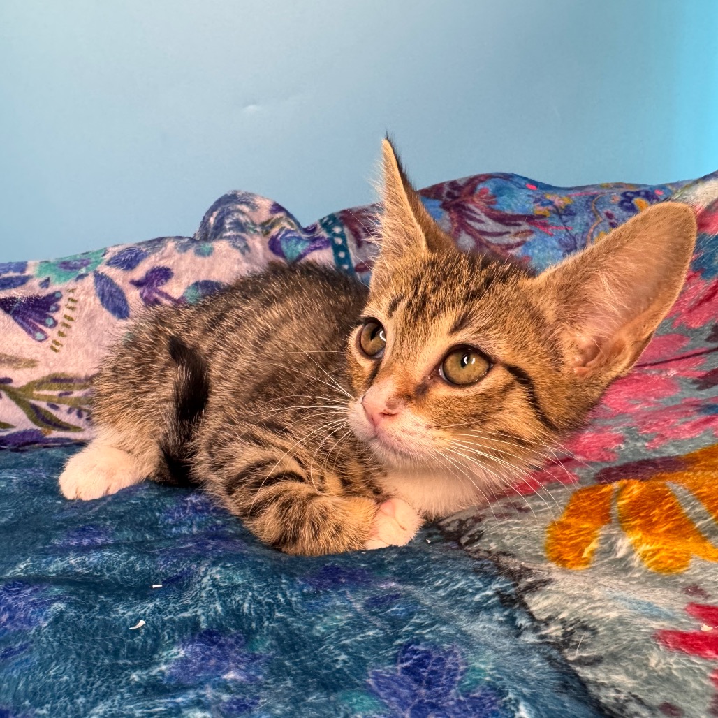 ZAC PARAMORE - Domestic Shorthair available for adoption