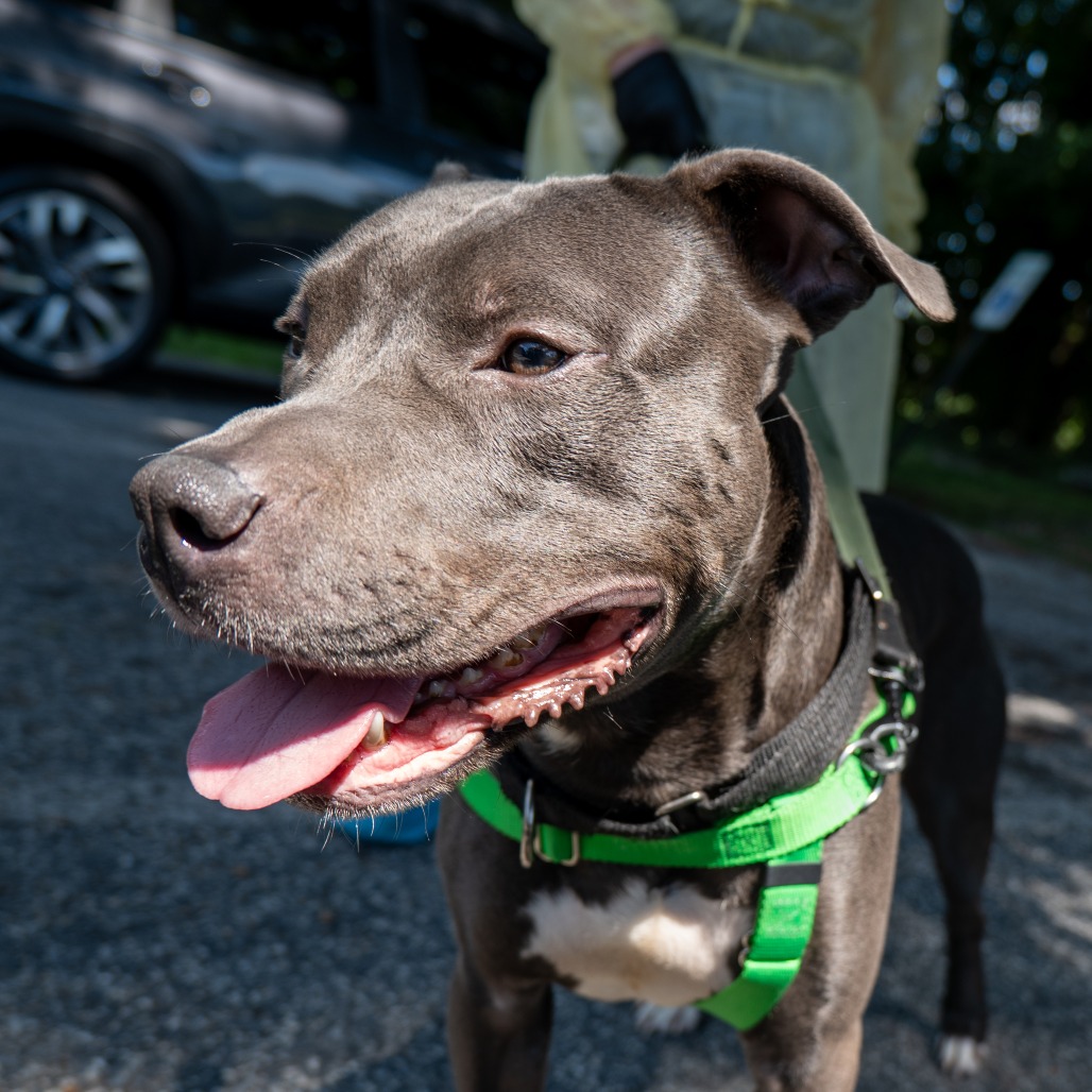 ARTHUR - Terrier / American Pit Bull available for adoption