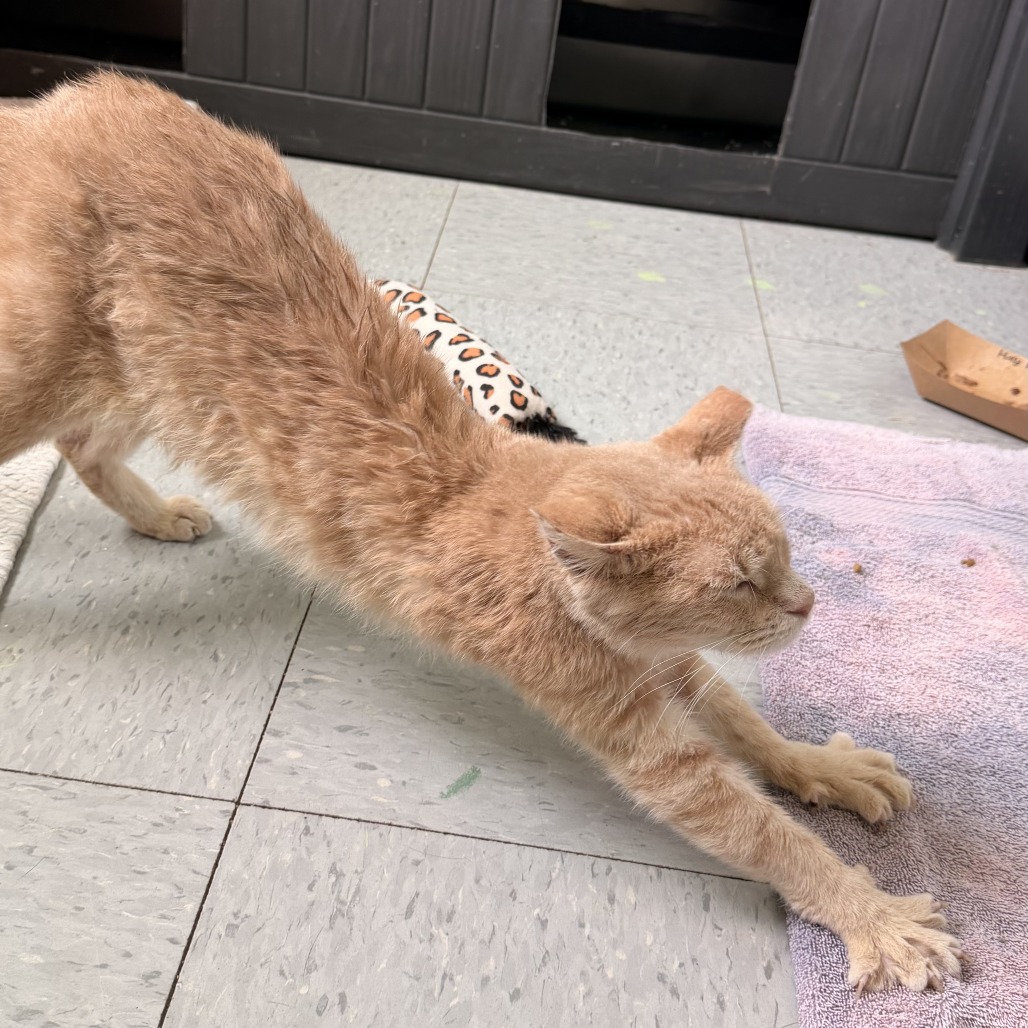 Gare Bear — thumbnail 11