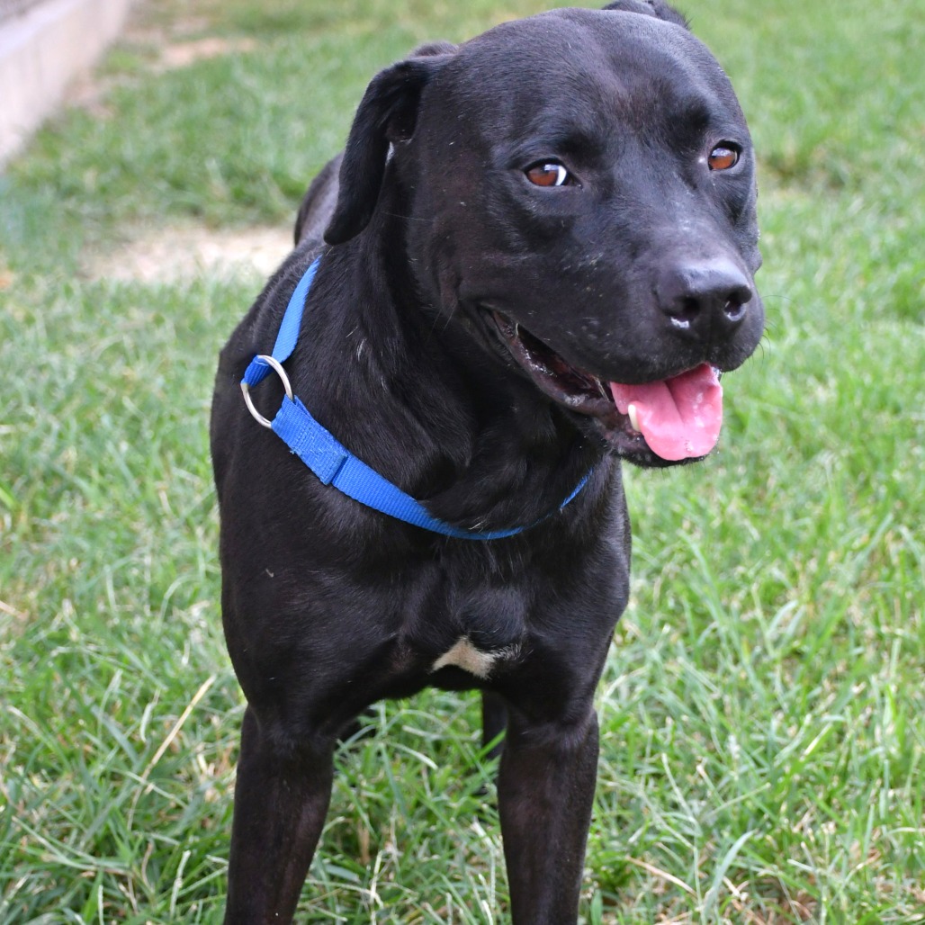 CROW - Retriever / Black Labrador available for adoption