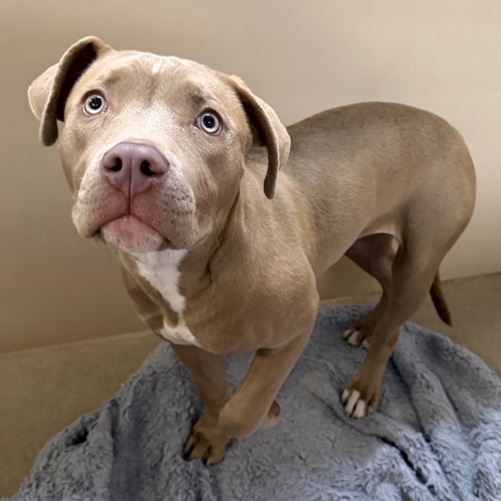 Kennel#24(Nala)'s preview photo