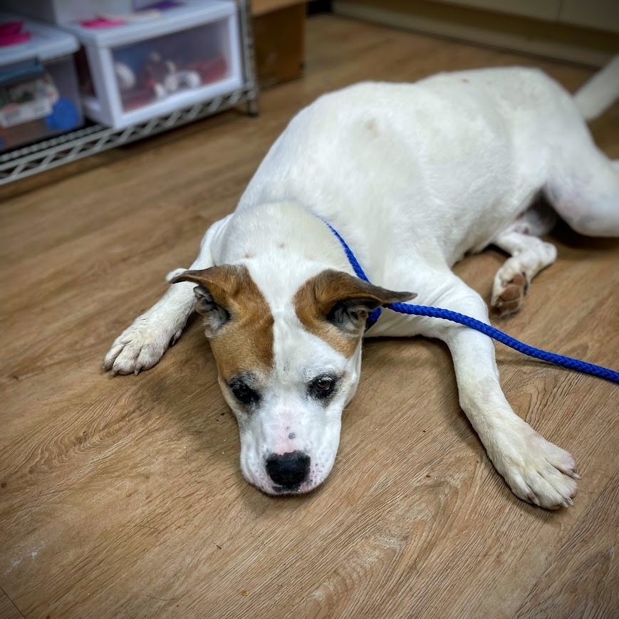 Popeye — thumbnail 2