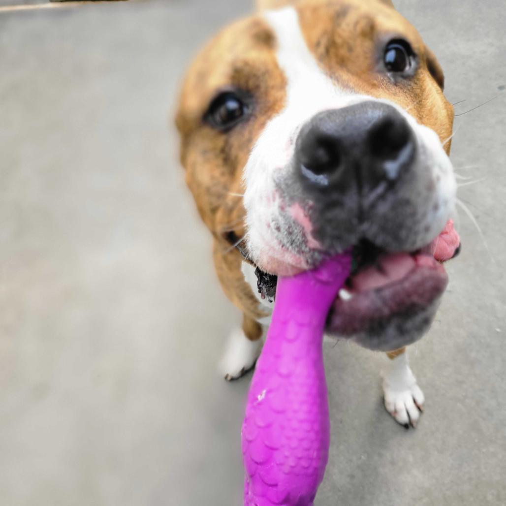 Hank — thumbnail 4