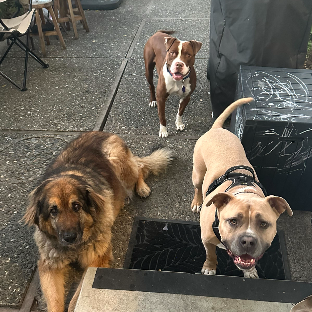 Reverie — thumbnail 3