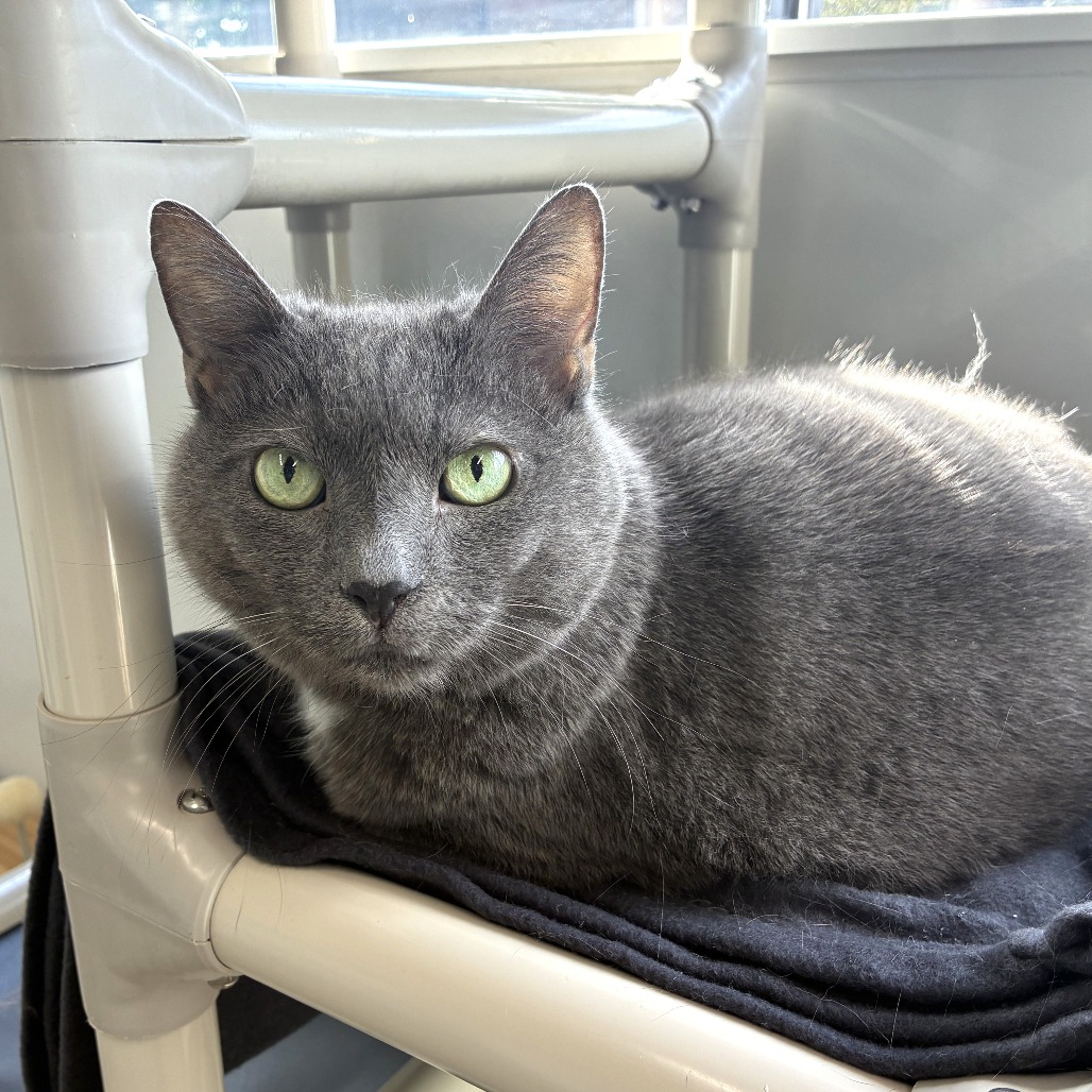 Bella (2026), photo 3