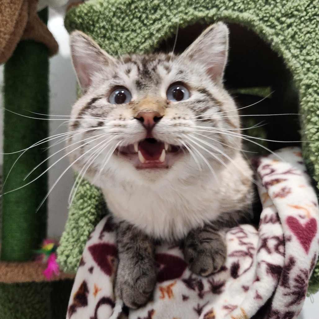 Chowder — thumbnail 3