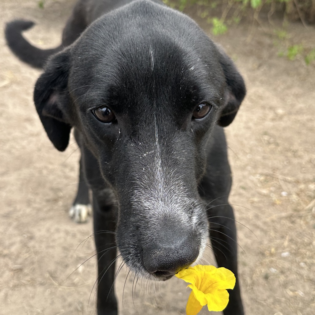 Matcha, available for adoption at PVAS