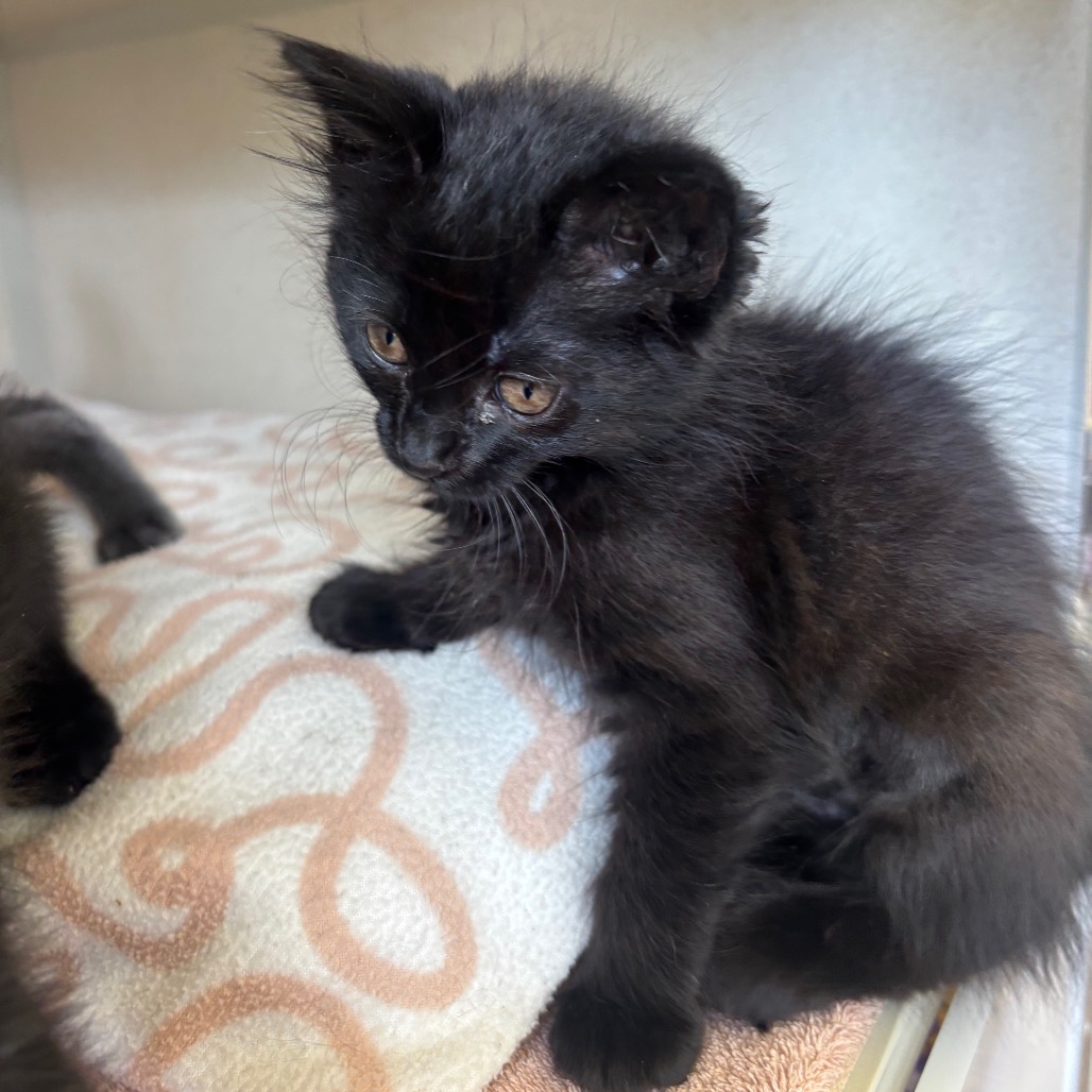 Wispa (pink collar) - Domestic Shorthair