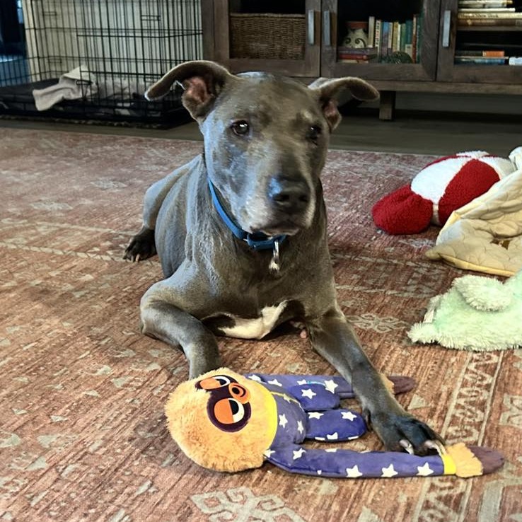 Minor, adoptable senior dog