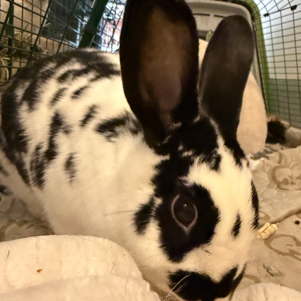 Nelly (bonded with Buns), photo 3