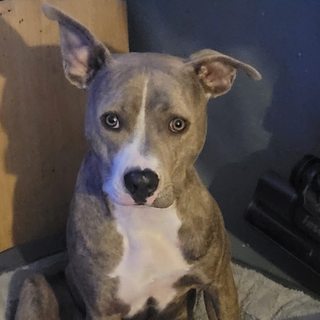 PUP PUP - Terrier / American Pit Bull available for adoption