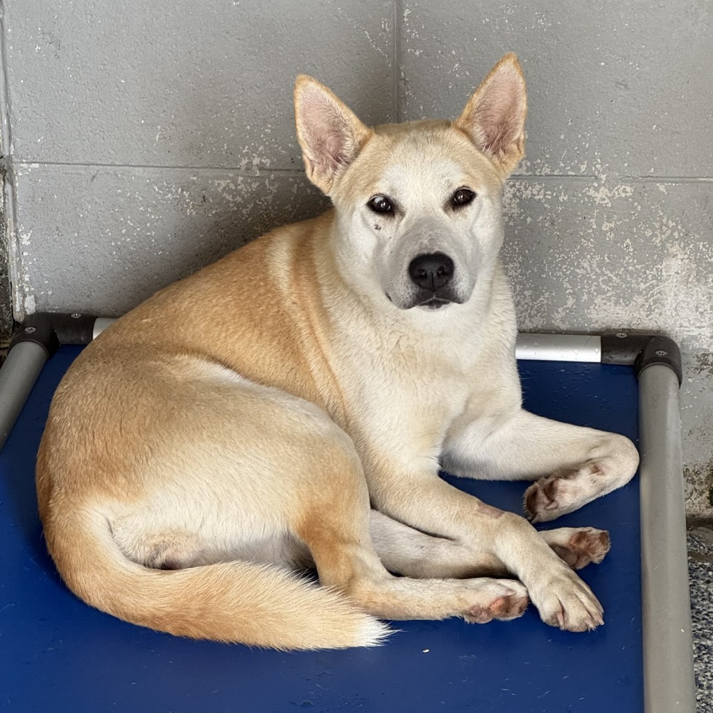 CATALINA - Shepherd available for adoption