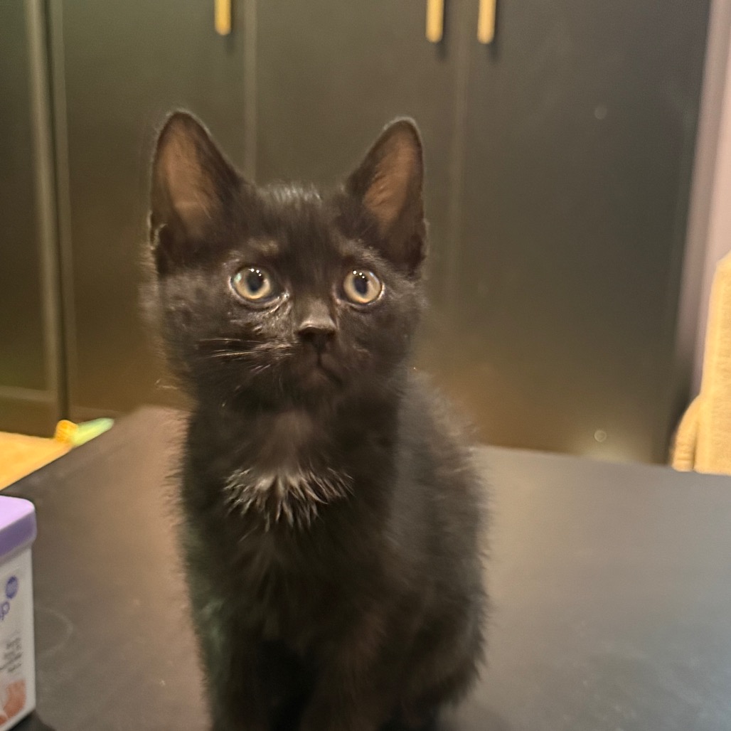 MISTY - Domestic Shorthair available for adoption