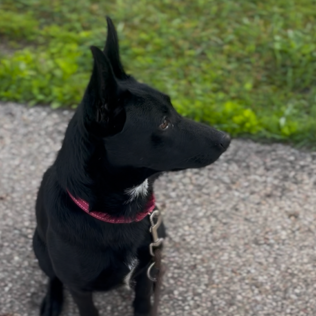 Athena
