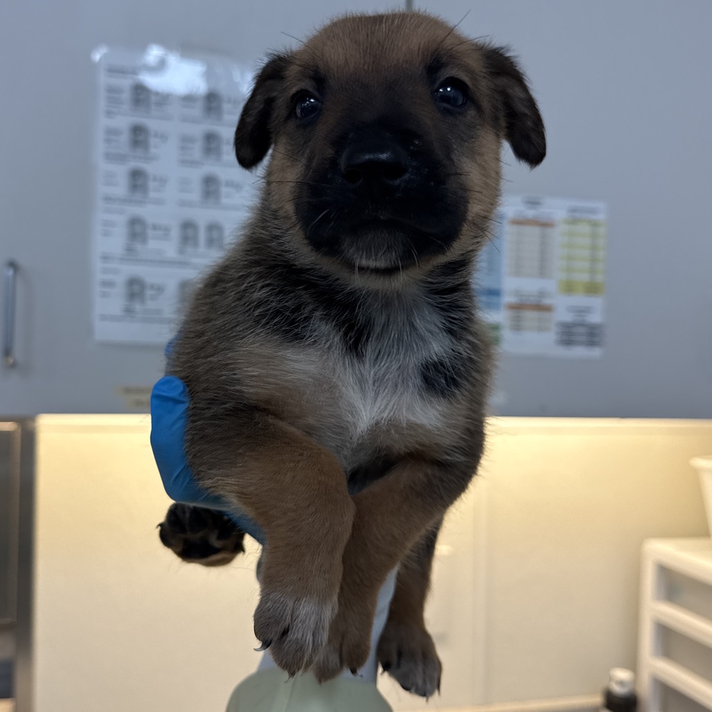lil nibble 2, available for adoption at PVAS
