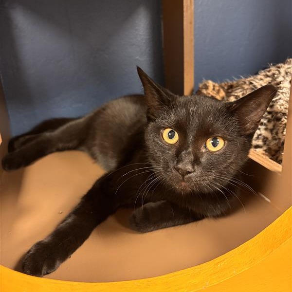 Pans: Male 6 Domestic Shorthair