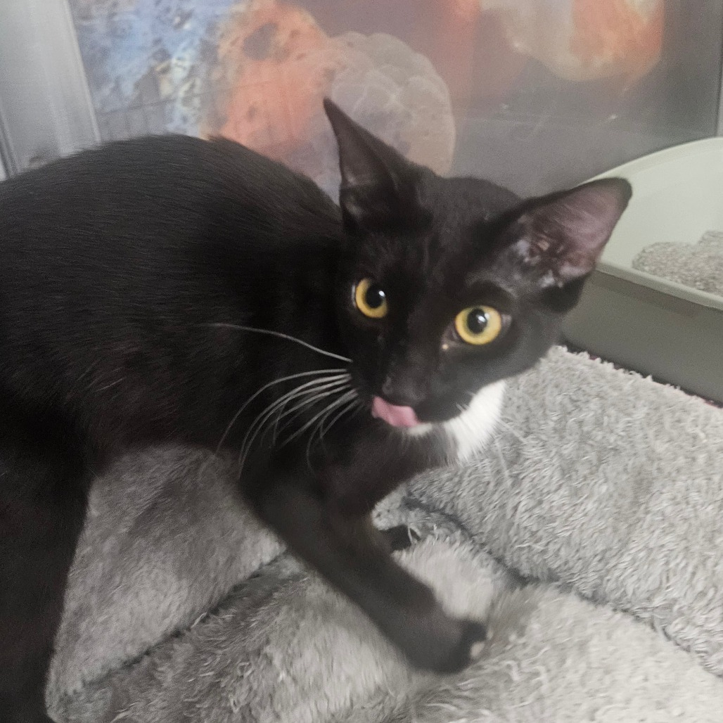 LOA - Domestic Shorthair available for adoption