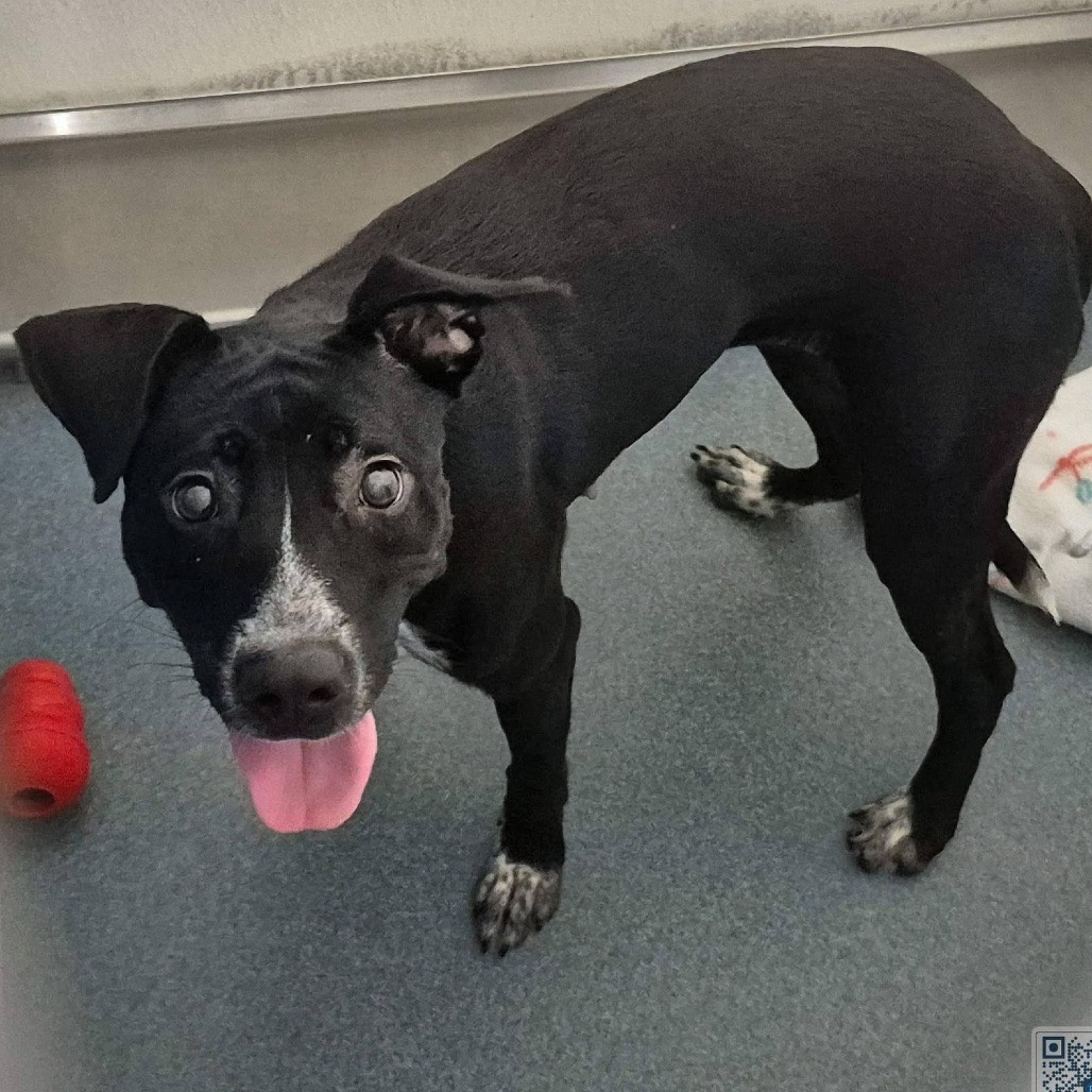 PEACHES (ANGEL) - Retriever, Black Labrador / Collie available for adoption