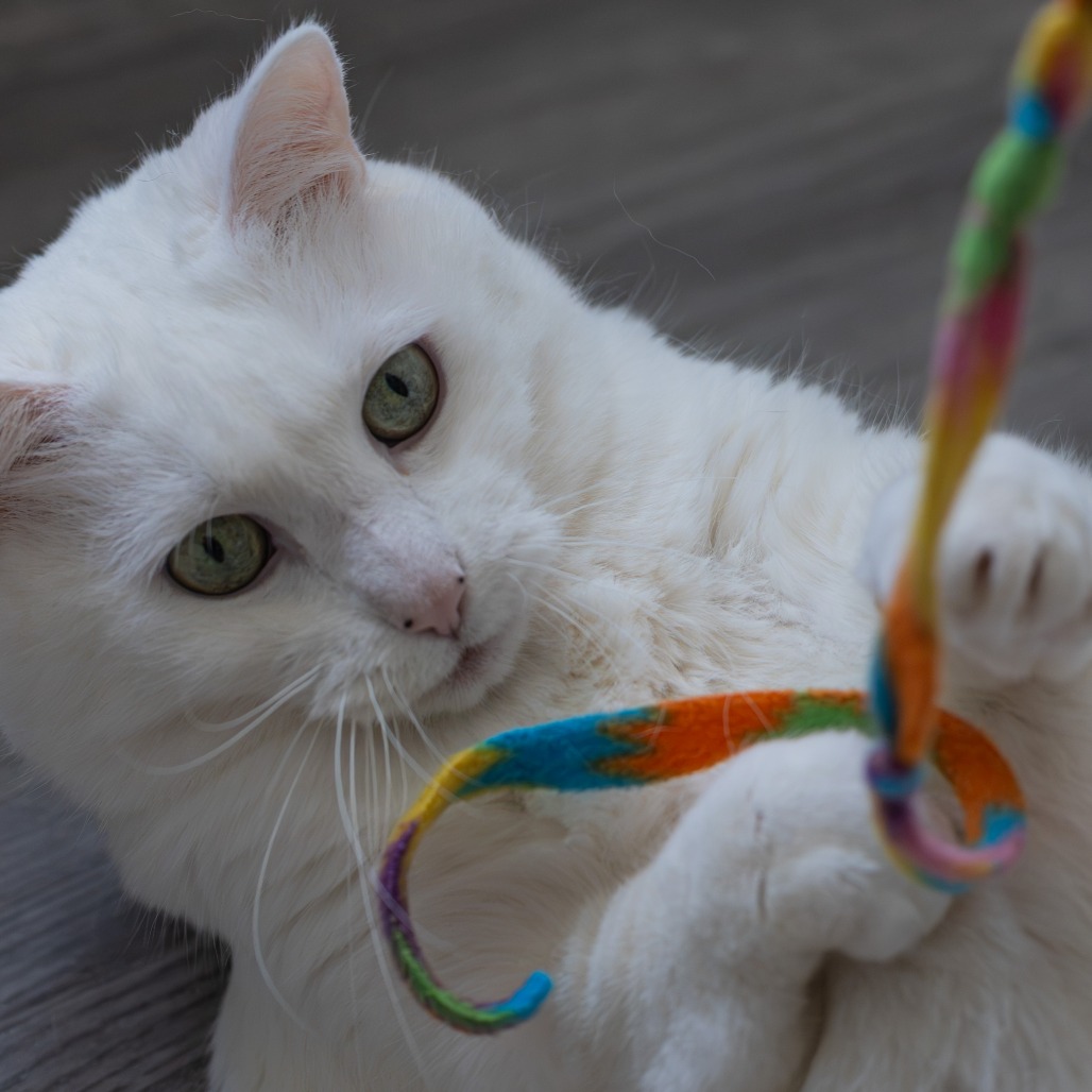 Elsa, photo 14