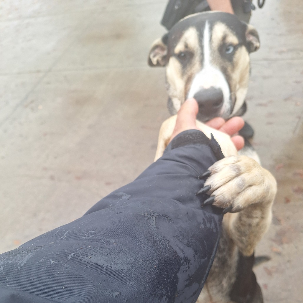 Kennel#7 Tara's preview photo