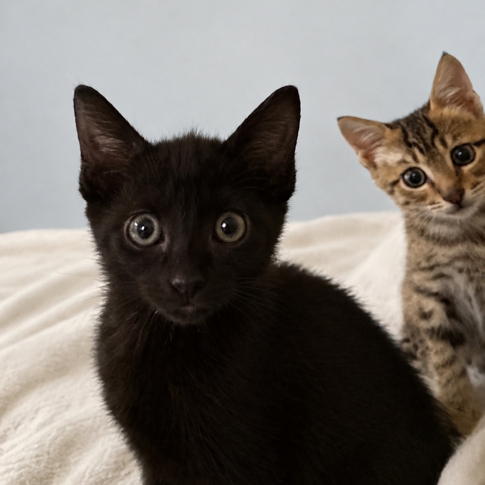 ANNIE - Domestic Shorthair available for adoption