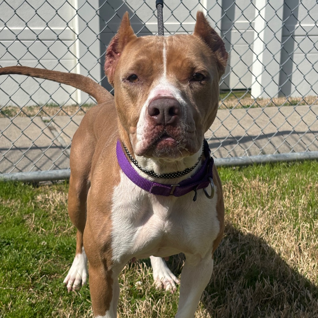 MAMACITA - Terrier, Pit Bull / Mix for adoption in League City