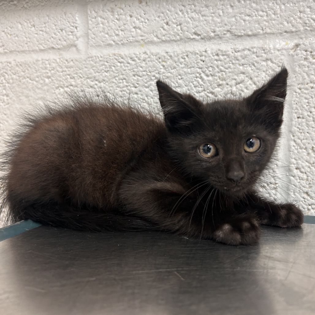 SUNNY - American Shorthair for adoption in Edinburg