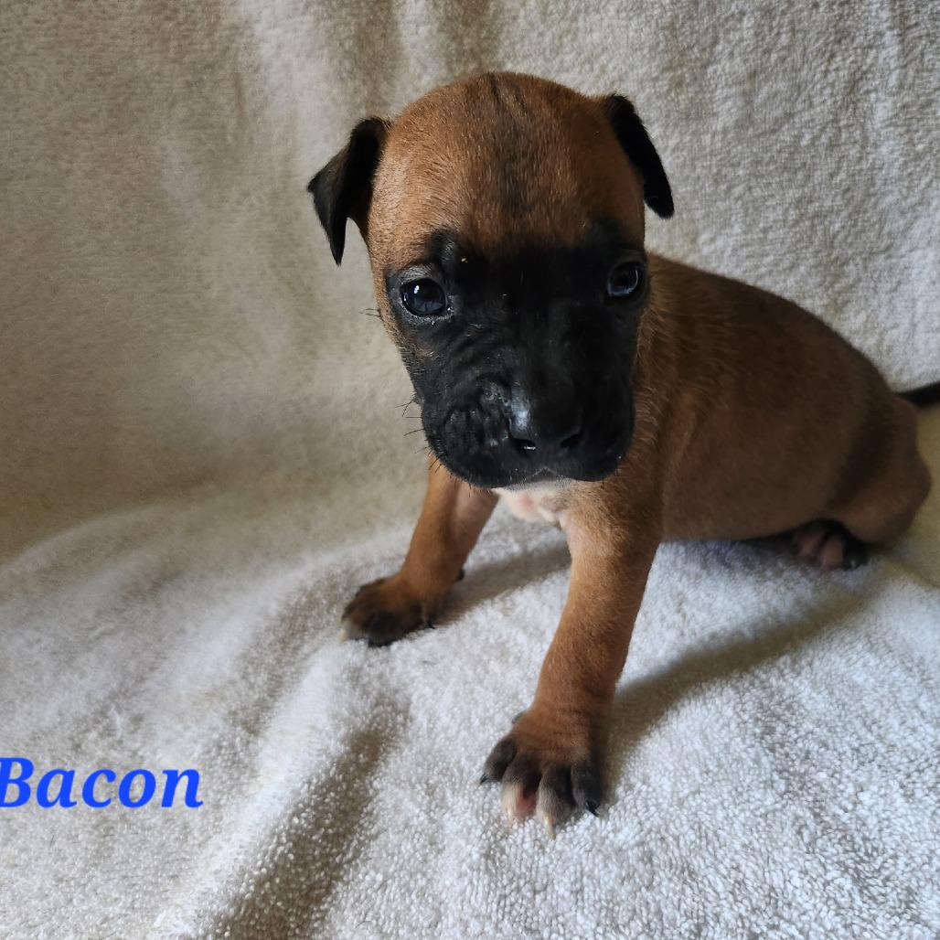 Bacon