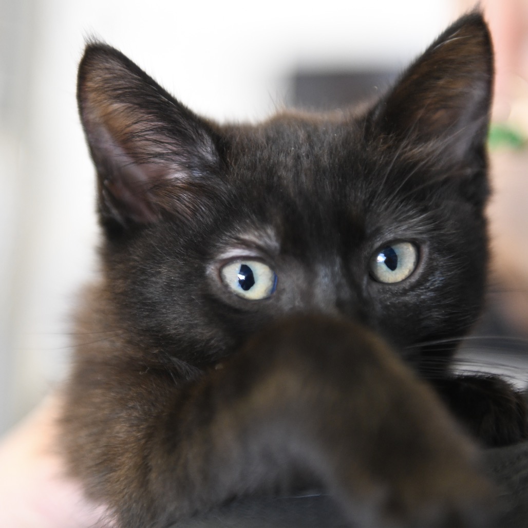 Billy (purple collar) - Domestic Shorthair