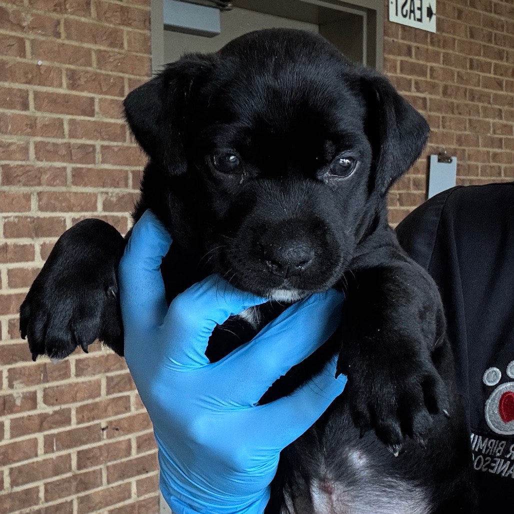 Sarsaparilla