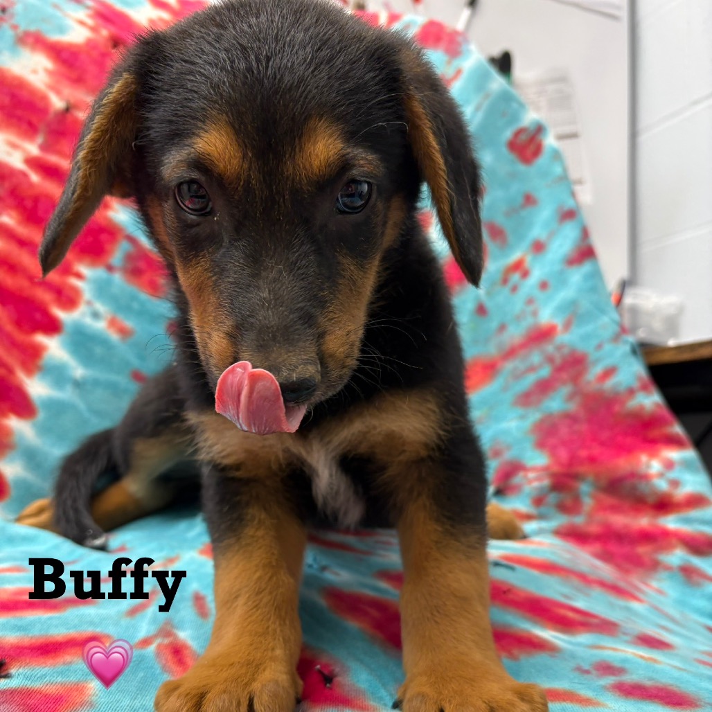 BUFFY - Shepherd / Cattle Dog, Australian (Blue Heeler) available for adoption