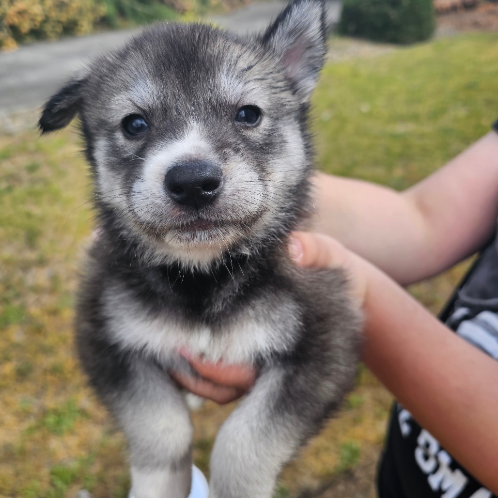 Wolfe