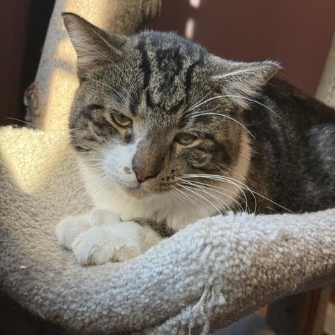 DANISH - Domestic Shorthair available for adoption