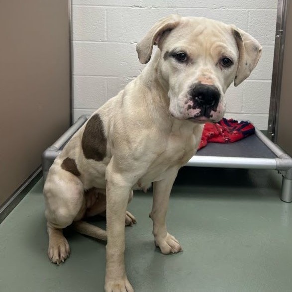 Henn — thumbnail 2