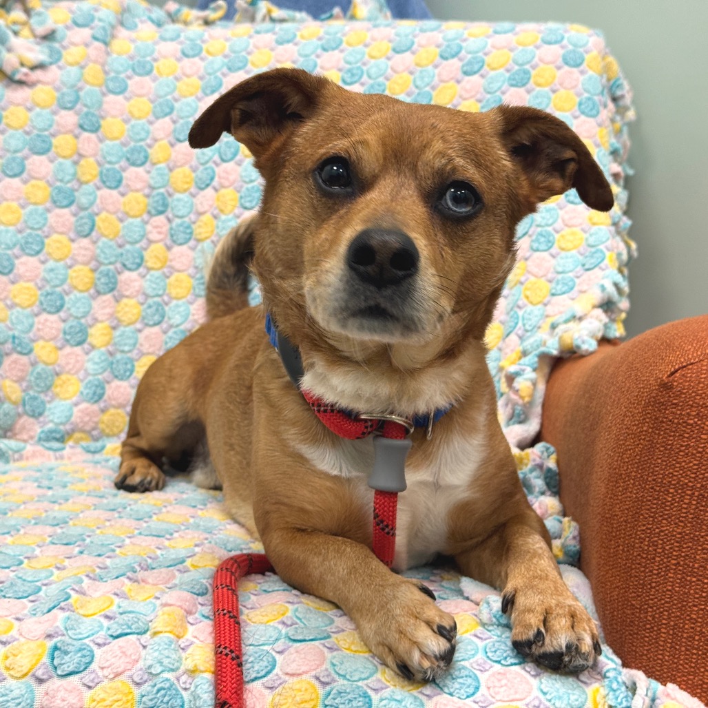 MERINGUE - Mixed Breed (Small) for adoption in Dayton